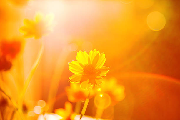 istock Sunny Yellow Flowers 466944576