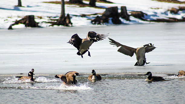istock Geese Landing on Partially Frozen Winter Lake 466944988