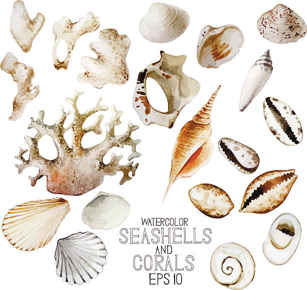 ilustraciones, imágenes clip art, dibujos animados e iconos de stock de watercolor seashells y corales - remote shell snail isolated