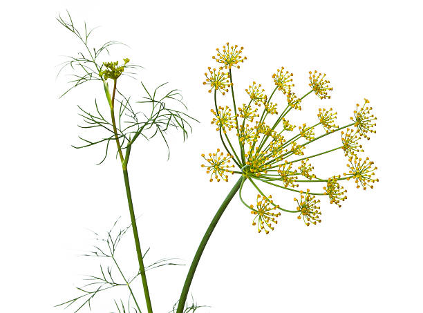 istock flowers of dill 466945746