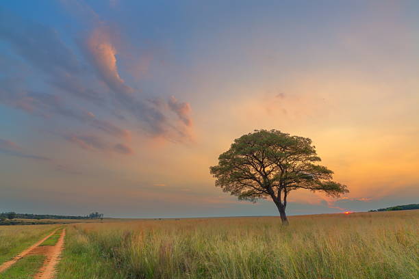 istock Pastel Colours of Sunset 466946158