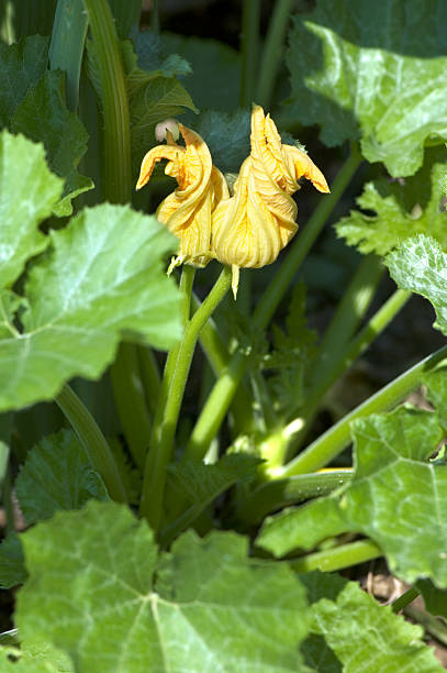 cukinia bush z yellowe kwiaty. - zucchini zuchinni flower squash zdjęcia i obrazy z banku zdjęć