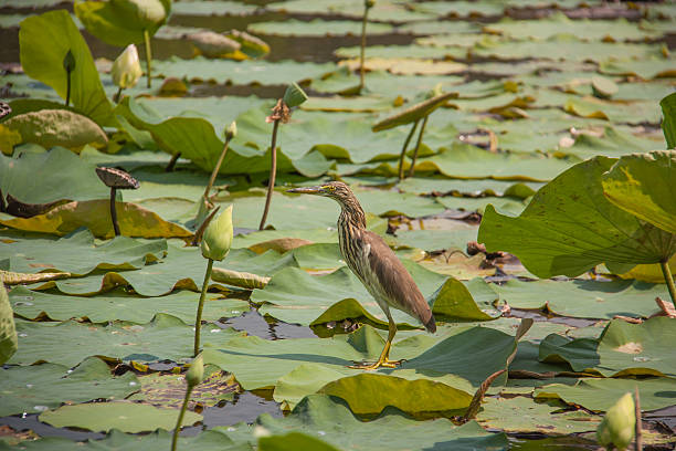 istock Chinese Pond Heron (Ardeola bacchus) and lotus pond. 466946476
