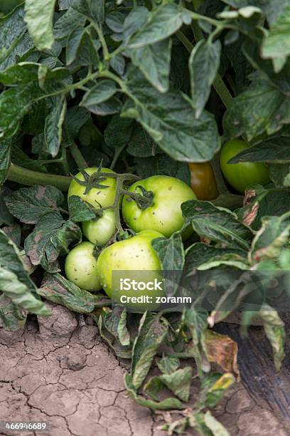 Foto de Tomate Orgânico e mais fotos de stock de Agricultura - Agricultura, Alimentação Saudável, Bem-estar