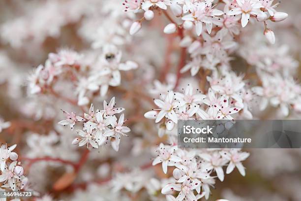 ホワイト Stonecrop Sedum アルバムのディテール - おしべのストックフォトや画像を多数ご用意 - おしべ, オランダ, カラー画像