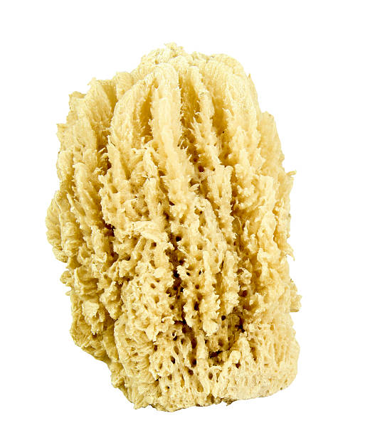 Natural Sea Sponge isolated Natural Sea Sponge isolated over a white background sponge bath sponge nature animal stock pictures, royalty-free photos & images