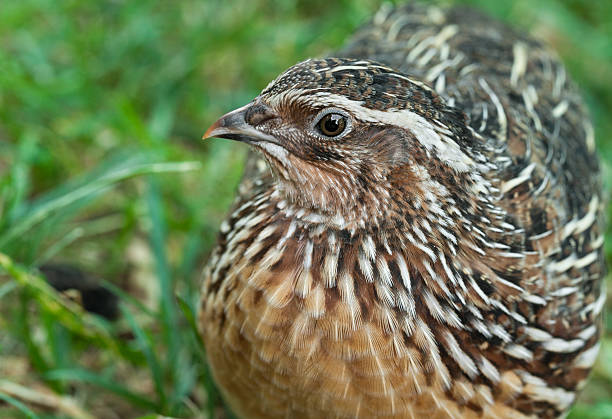 lindo macho de codorna comum (coturnix coturn.) - codorniz ave de caça - fotografias e filmes do acervo