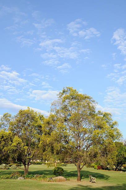 istock Big trees in public yard on morning. 466947338