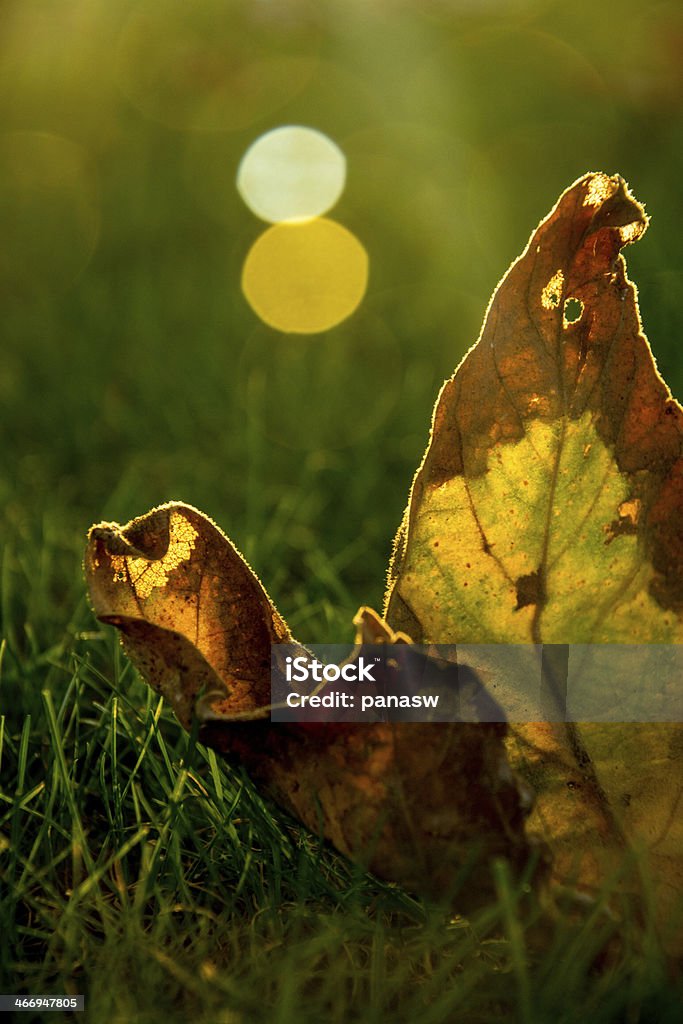 Herbst Blatt mit leichten Ray - Lizenzfrei Abgeschiedenheit Stock-Foto