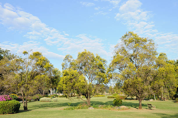 istock Big trees in public yard on morning. 466949520