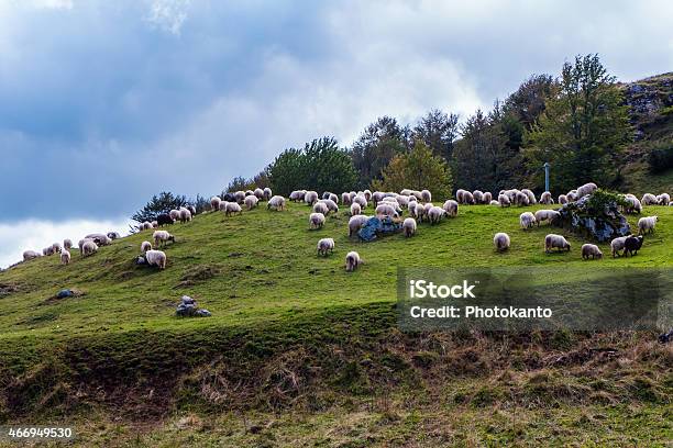 Sheep Grazing Stock Photo - Download Image Now - 2015, Agricultural Field, Agriculture