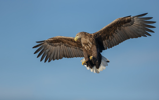 A wild white-tailed eagle soaring over head