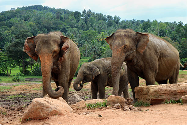 istock elephant family in the wild 466950928