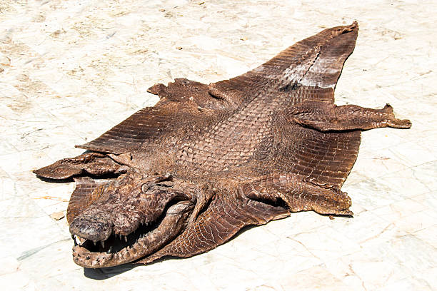 istock crocodile leather outdoor 466951498