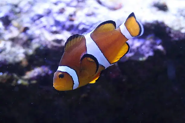 Photo of clown anemonefish