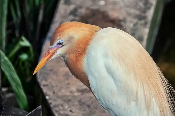 Photo of Cattle egret