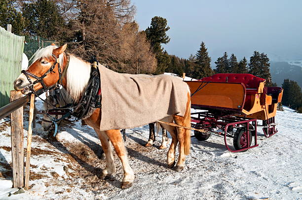 istock Horse Sledge in Dolomiti, Italy 466951882