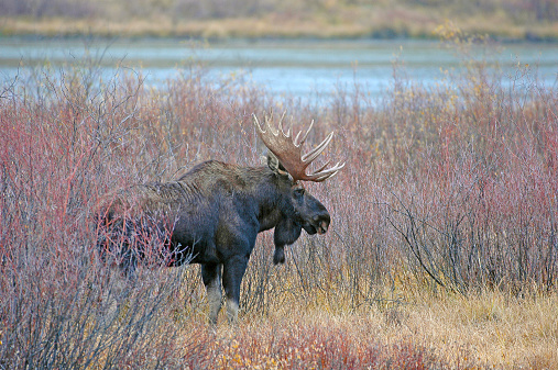 Bull moose with antler rack in grass showing autumn colors