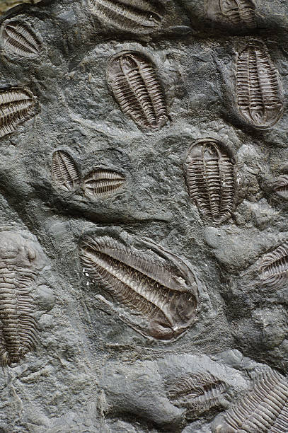 trilobite fossile - trilobite photos et images de collection