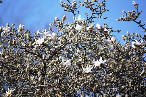 In spring - tulip tree begins to bloom on Lake Maggiore - azure blue, tree, blooms, flowers, flowers, botany, spring flowers, garden, buds, lago maggiore, magnolia, magnolia, magnolia, magnolia tree, sun, tulip tree, valentine, valentine's day, white, ornamental shrubs, delicate