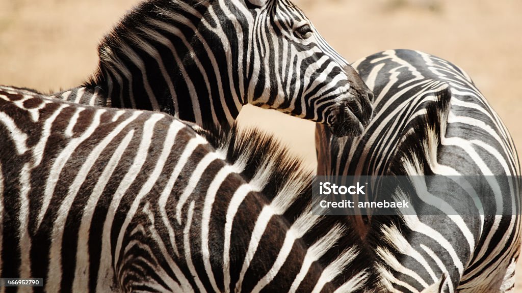 One watches while the others grazy Shot of zebras on the plains of Africahttp://195.154.178.81/DATA/istock_collage/a9/shoots/785223.jpg 2015 Stock Photo