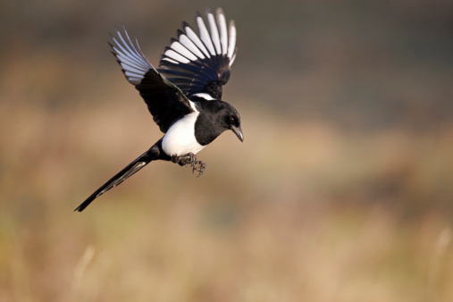 Eurasian magpie or common magpie (Pica pica) leaving a branch.