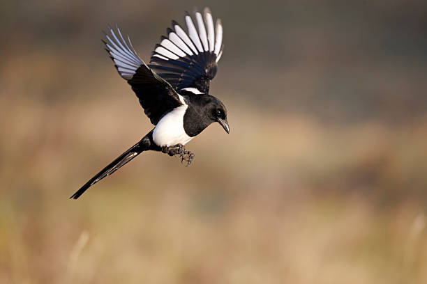 magpie, pica - pega rabuda - fotografias e filmes do acervo