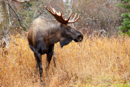 Elk looking at camera in field. Rutting season in October