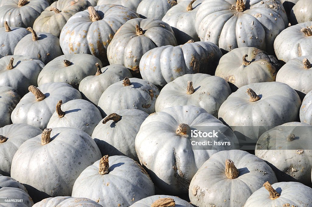 pumpkins - Foto stock royalty-free di Grigio