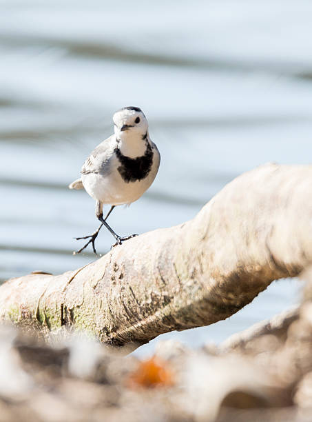 istock White Wagtail, Motacilla alba 466953618