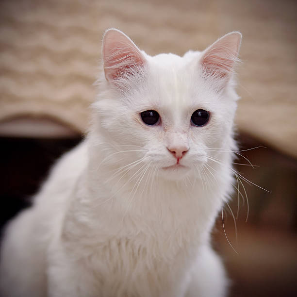 istock Portrait of a white fluffy cat. 466953790