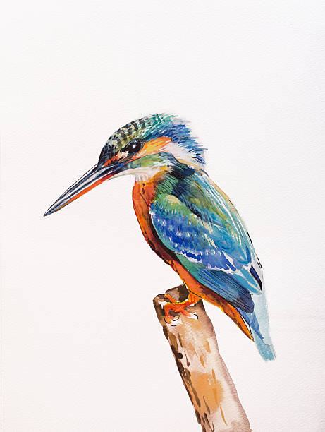 зимородок, зимородки atthis - animals hunting kingfisher animal bird stock illustrations