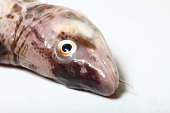 kabeljau-fisch.jpg?b=1&s=170x170&k=20&c=bxUcCeMdCShPj5eMoogaqL7qicTGBHG_92Cl1SZcCZI=