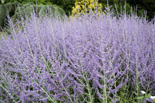 Details of beautiful russian sage in garden.