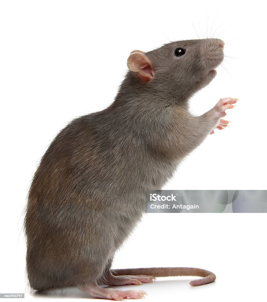 rat Rat Stock Photo