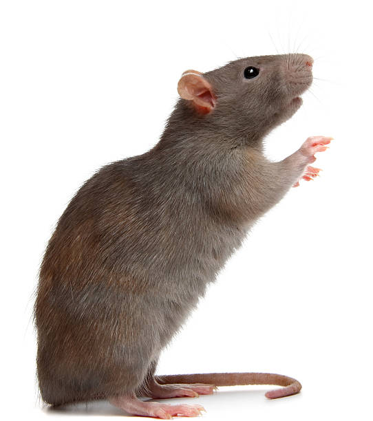 rat rat rodent photos stock pictures, royalty-free photos & images