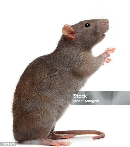 Rat Stock Photo - Download Image Now - Rat, White Background, Standing