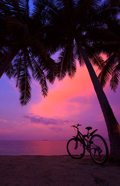 istock Tropical sunset with palm trees and bicycle on the beach 466956325