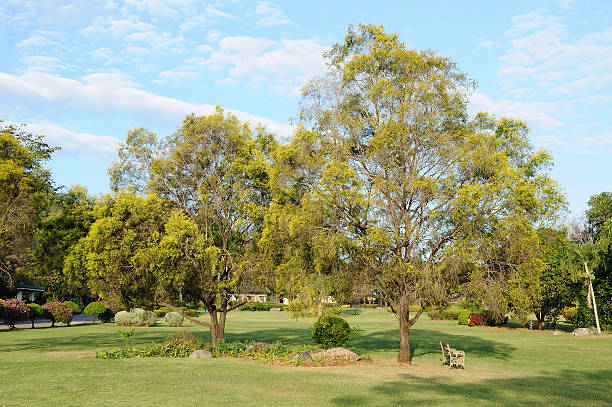 istock Big trees in public yard on morning. 466956572