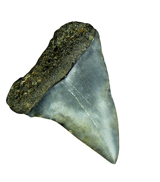 istock Megladon Fossil isolated 466956898