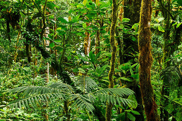 Tropical rainforest stock photo