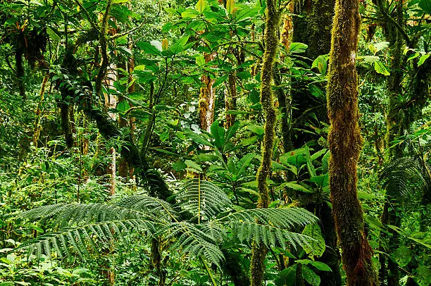 Green and thick tropical rain forest in Panama