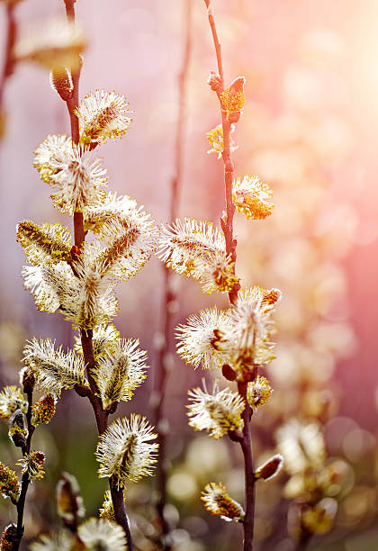 galhos de salgueiro fofo - forest flower aments blossom - fotografias e filmes do acervo