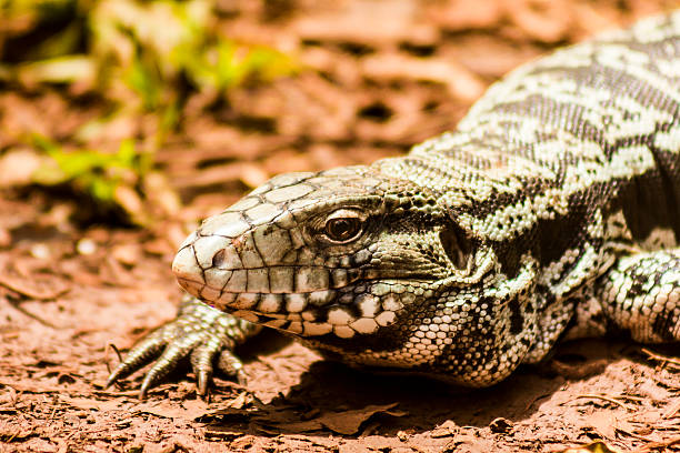 primo piano di bianco e nero tegu lucertola - claw rainforest outdoors close up foto e immagini stock