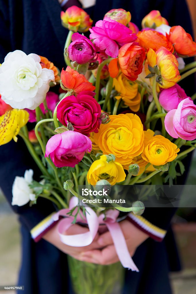 Bunch of Ranunculus in Hands Ranunculus of Different Colours in Hands 2015 Stock Photo