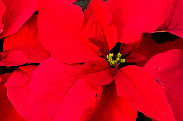 istock Poinsettia flowers with bright bracts 466958164