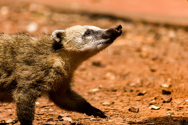 istock Wild Coati Found in Iguazu National Park 466958474