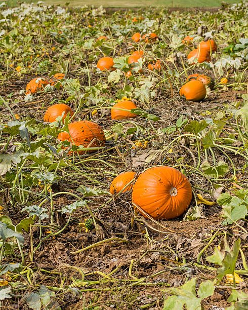 istock Orange pumpkins in a farm field 466959042