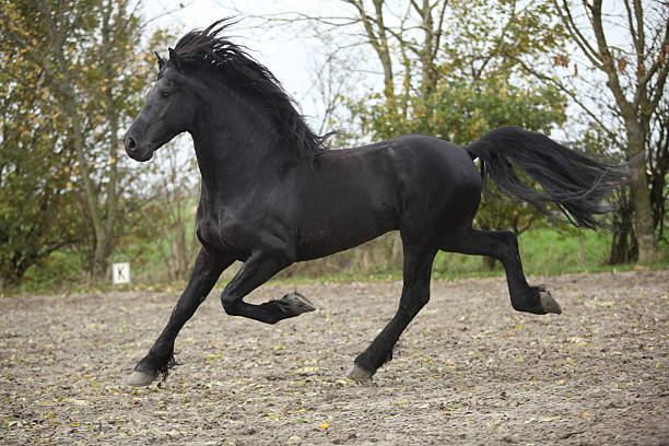 istock Friesian stallion running on sand in autumn 466959131