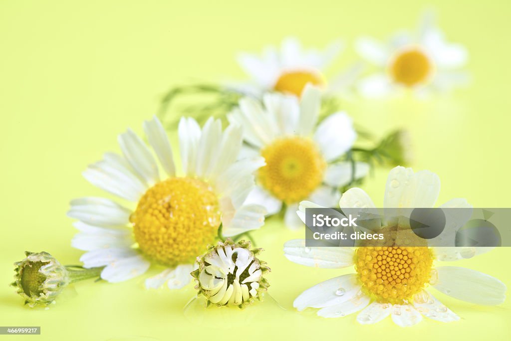 Camomile flowers on summer background Camomile flowers isolated on summer background. Alternative Therapy Stock Photo